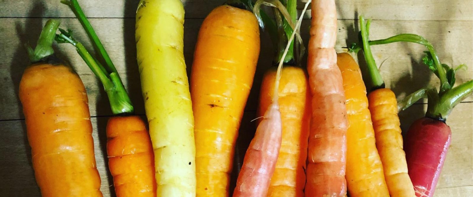 Row of several carrots of varying colors