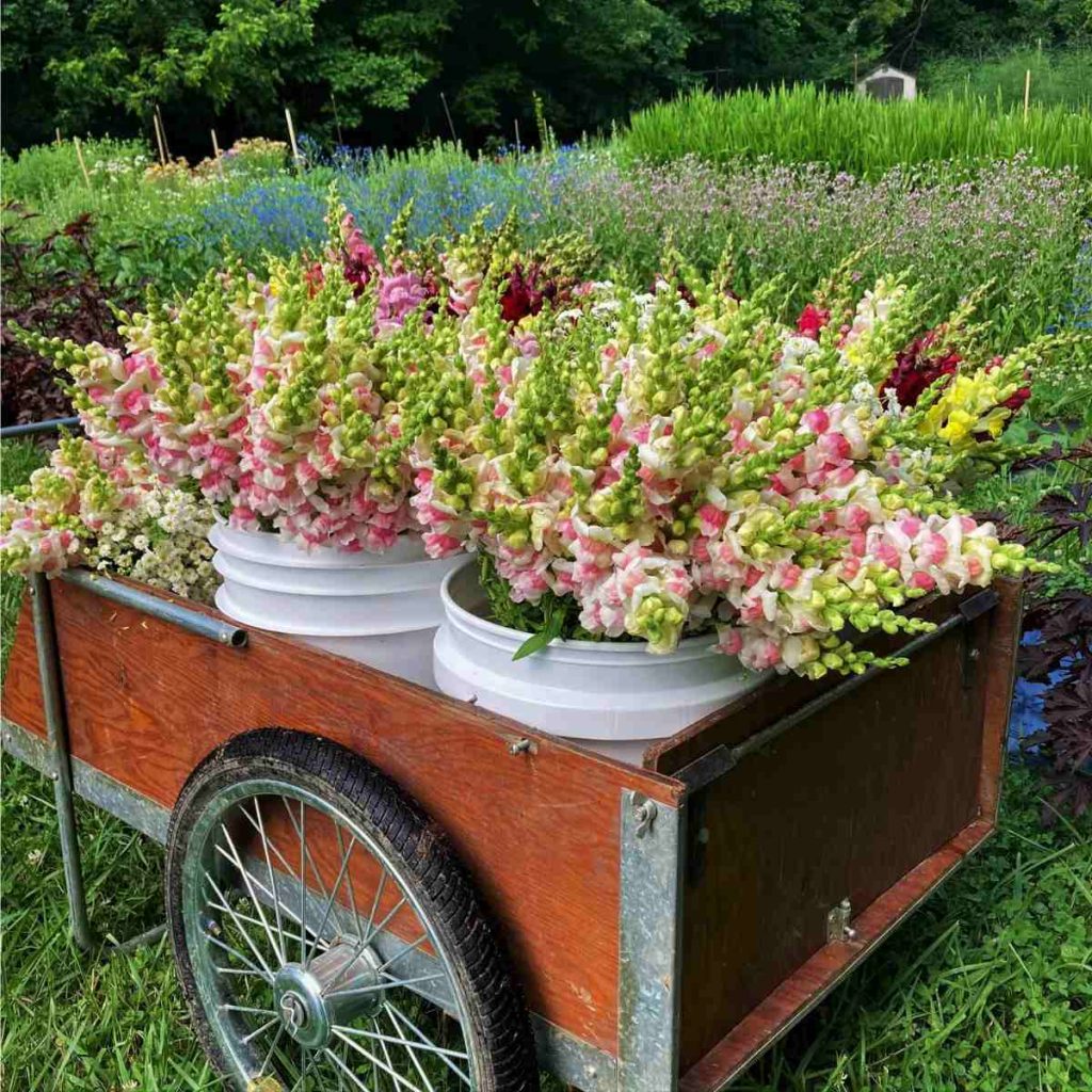 wooden cart full of buckets of cut flowers