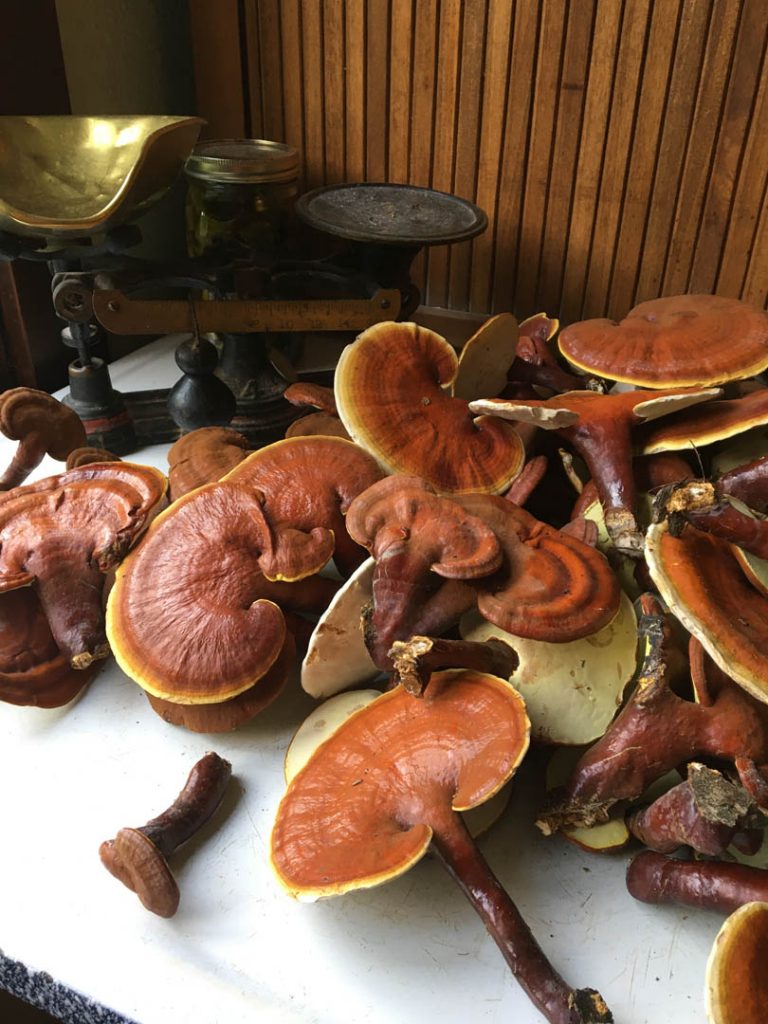 Array of Reishi mushrooms on a table next to scale