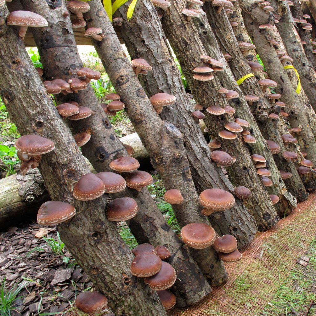 Row of logs with Shiitake mushrooms growing from them outdoors