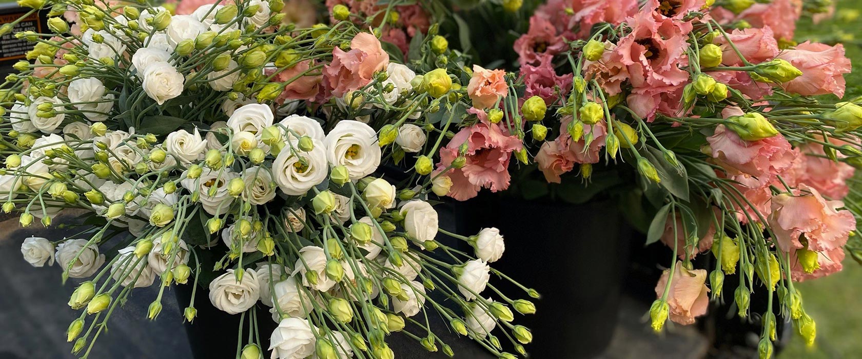 Spray of two buckets of freshly cut flowers in white and muted pink