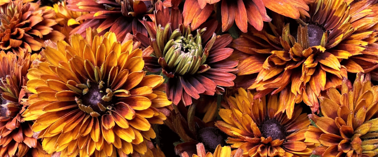 close up image of autumn-colored rudbeckia flowers