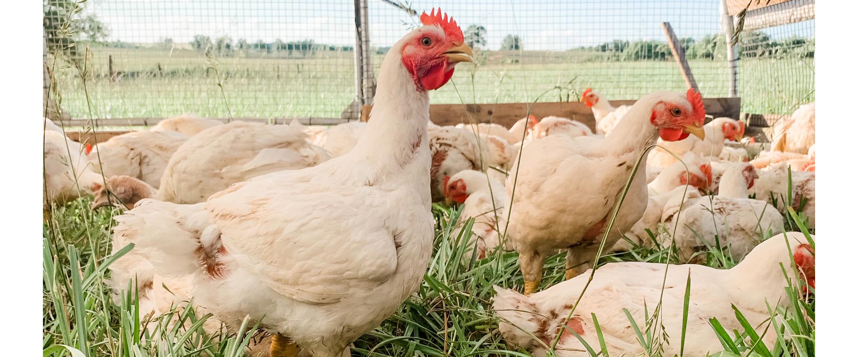 Flock of free range chickens in FreshORR Family Farms field