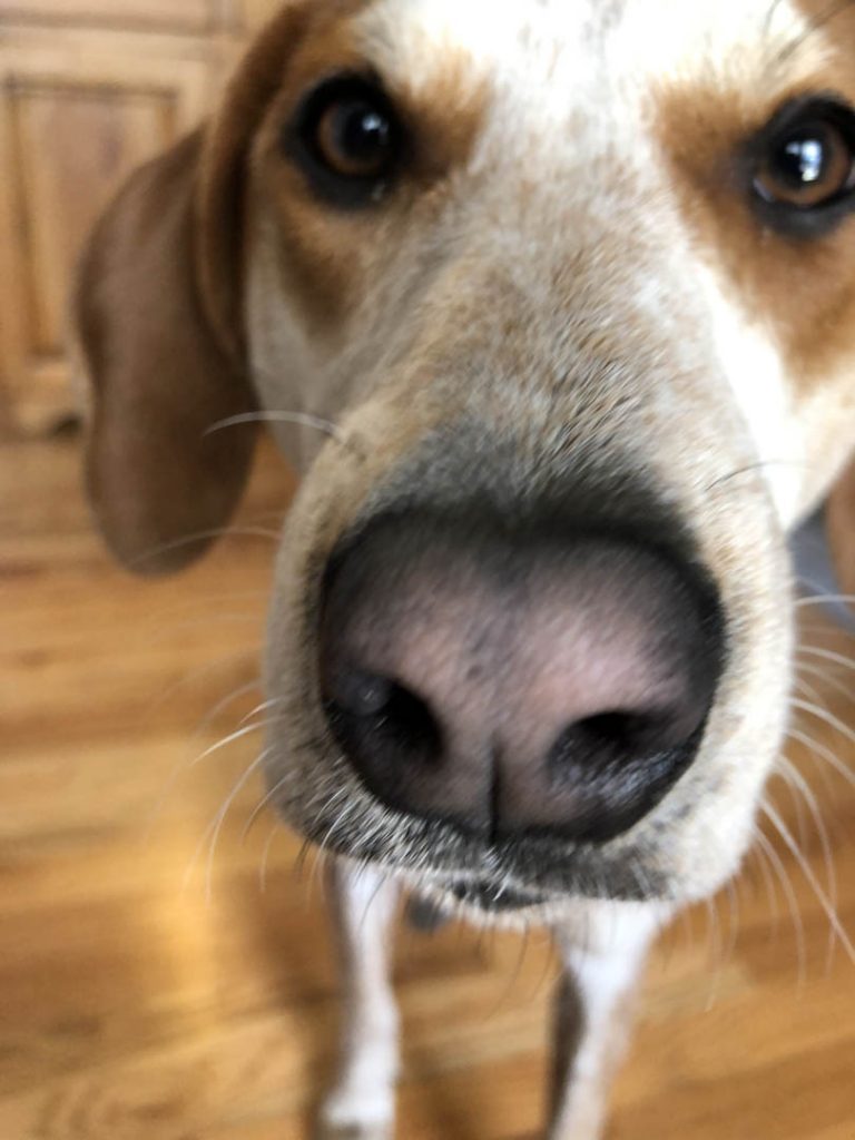 Close-up of Pawson family dog’s face
