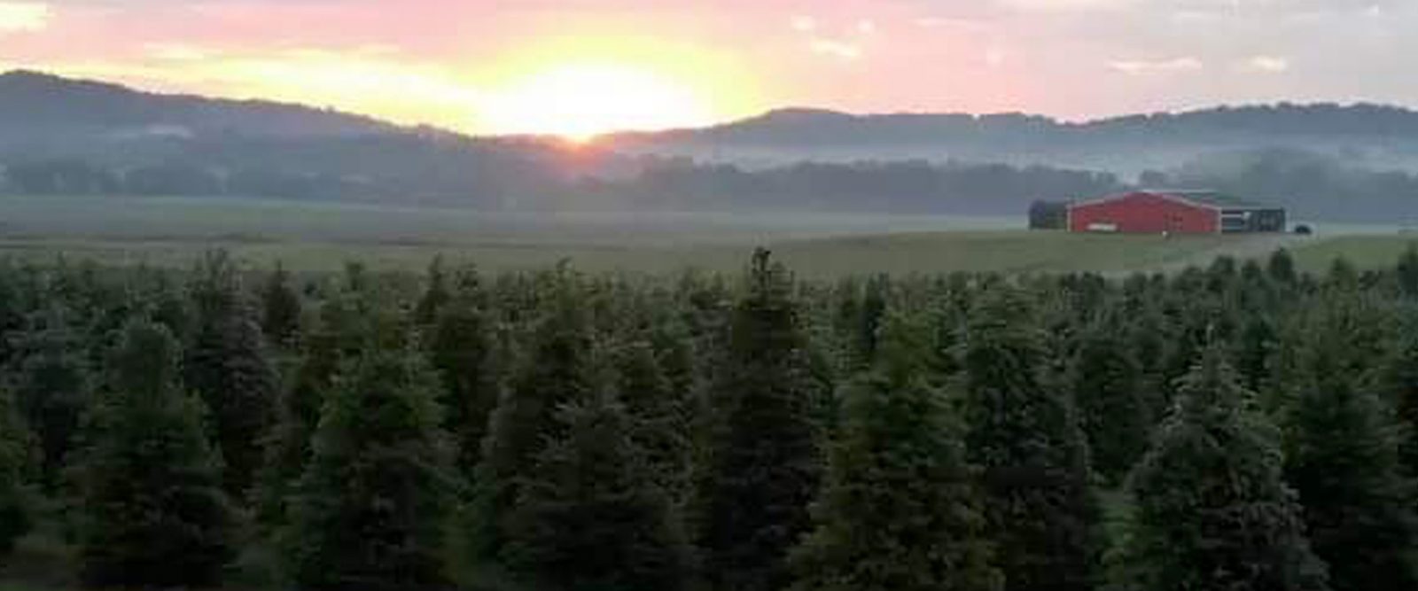 Sunset over Saum Family Farms with Christmas Trees in rows.