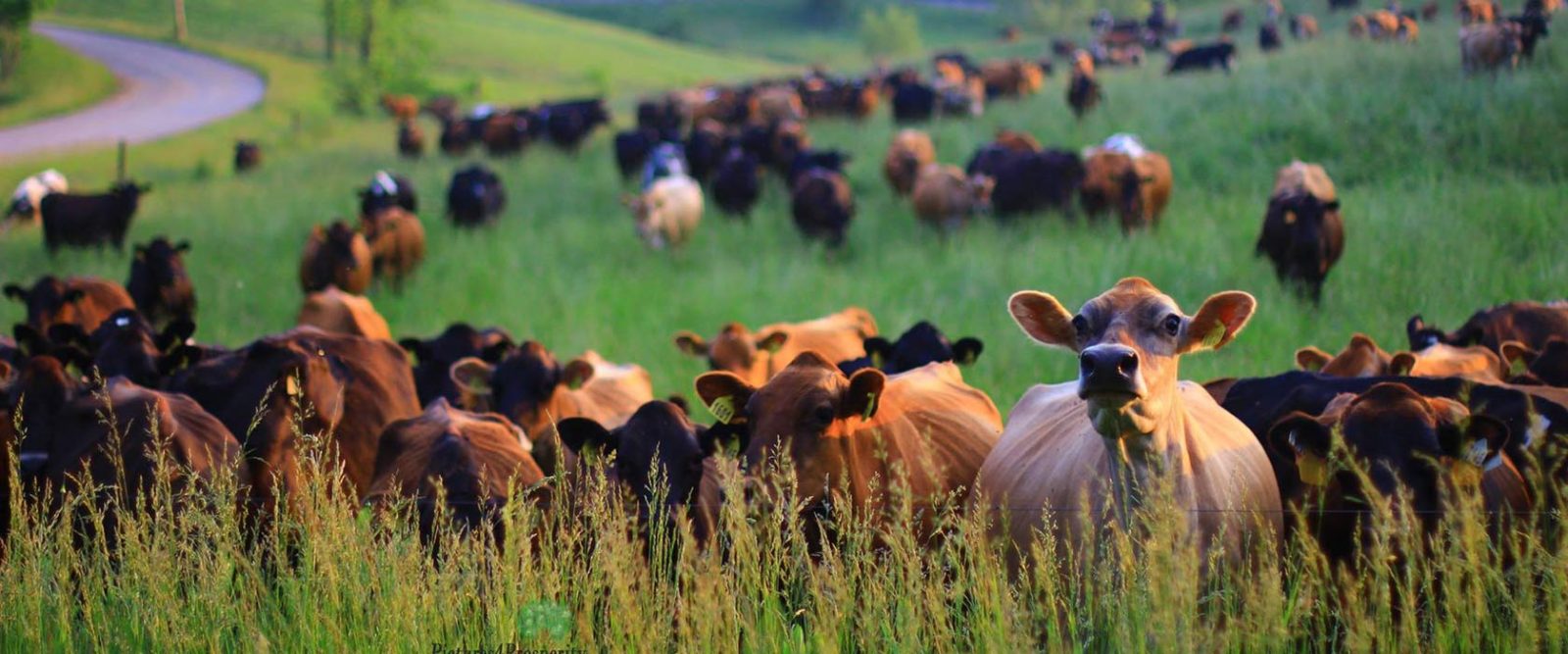 Herd of cows grazing in green rolling field