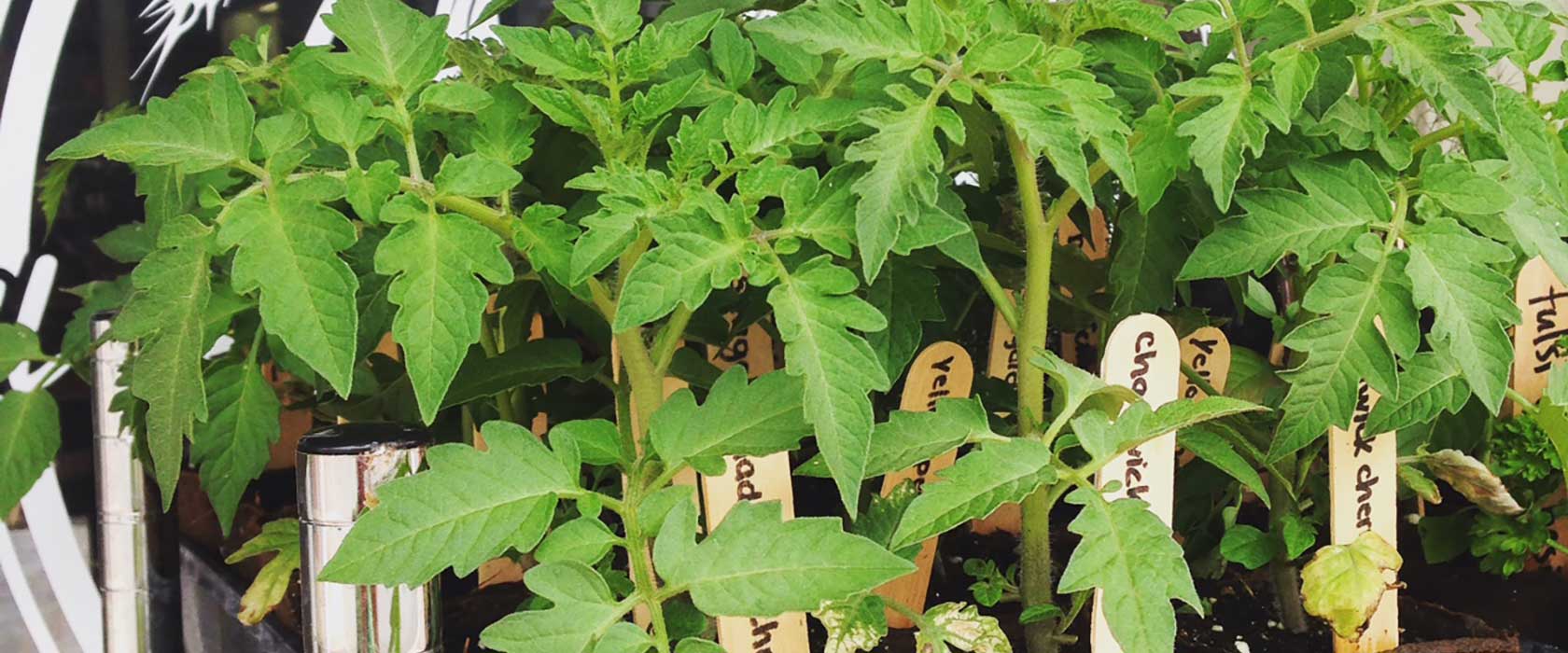 Tomato plants on display