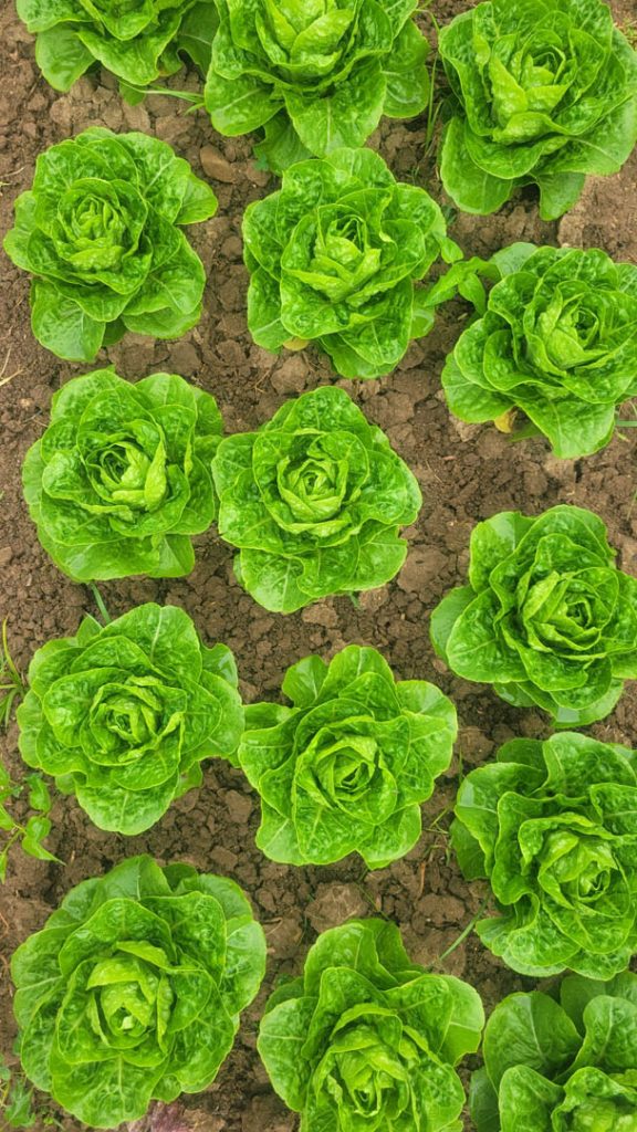 Overhead view of lettuce growing.