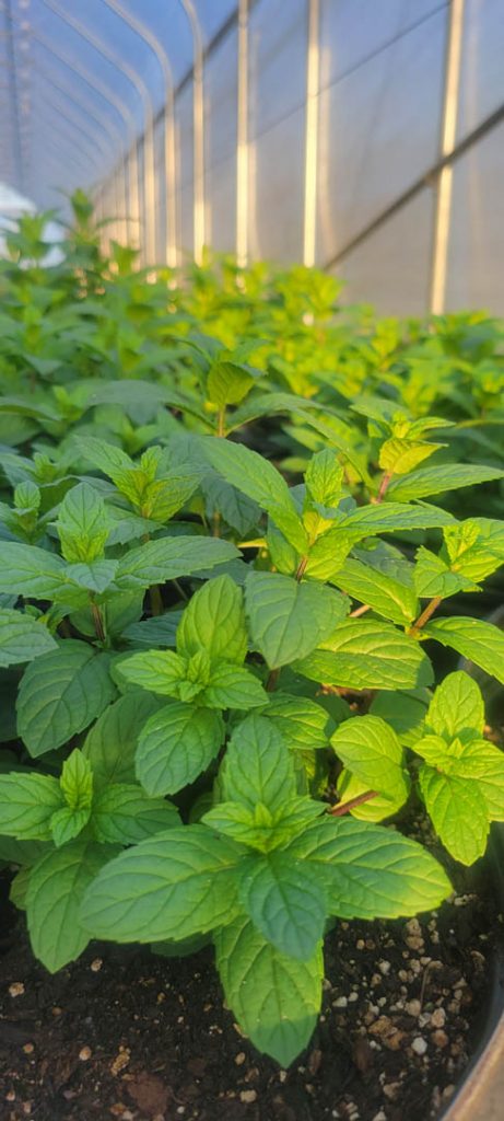 Green starter plants growing in the sun.