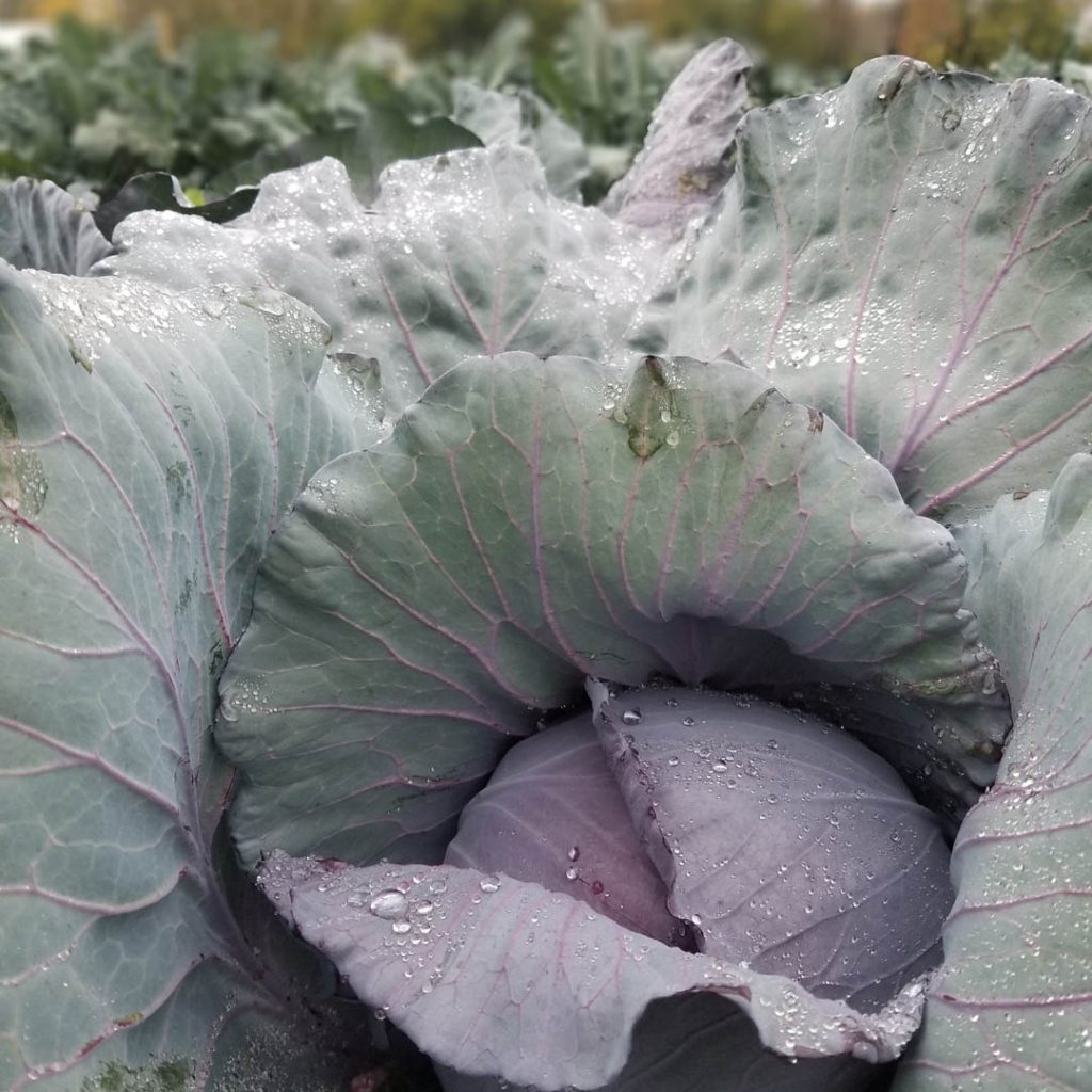 Close-up of purple cabbage plant growing in field.