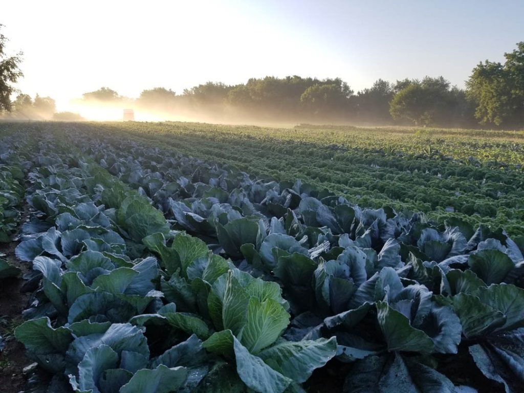 Field of growing purple cabbage plants in morning mist at sunrise.