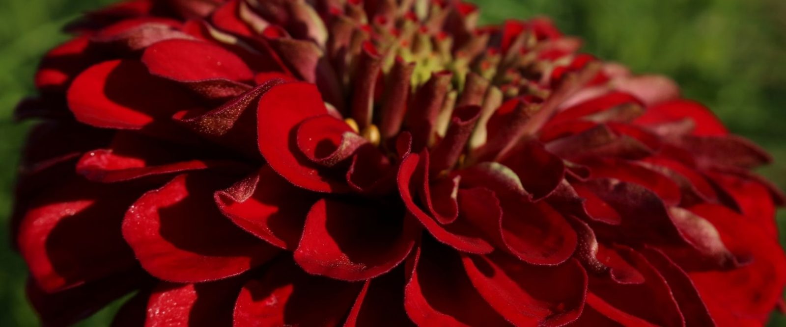 close up of red zinnia