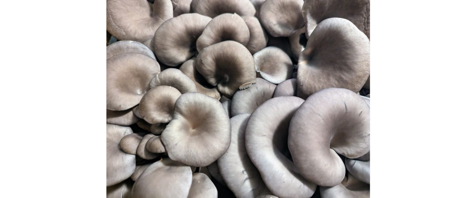 close up of blue oyster mushrooms