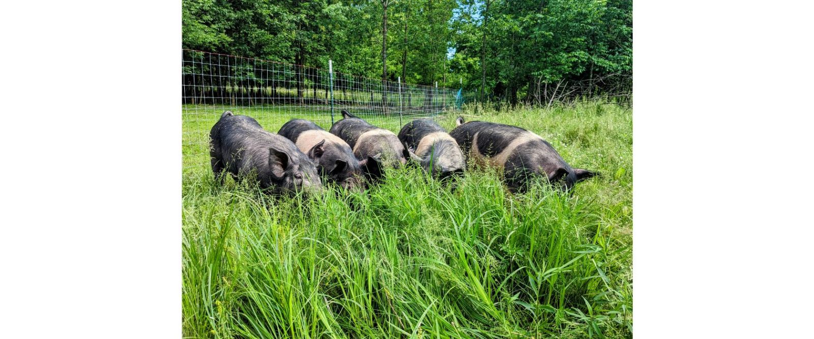 five black and white pigs grazing in a grassy field