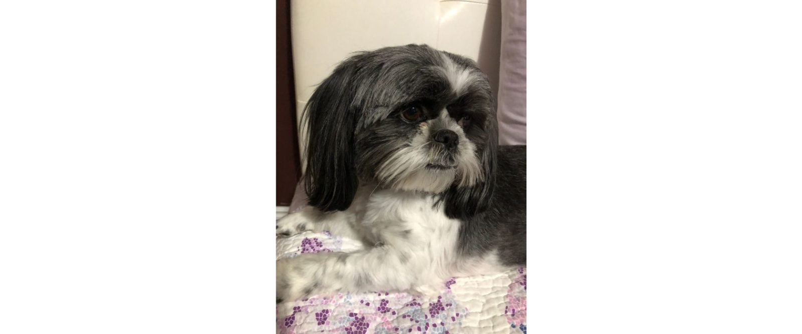 close up photo of a Shih Tzu laying on a dog bed