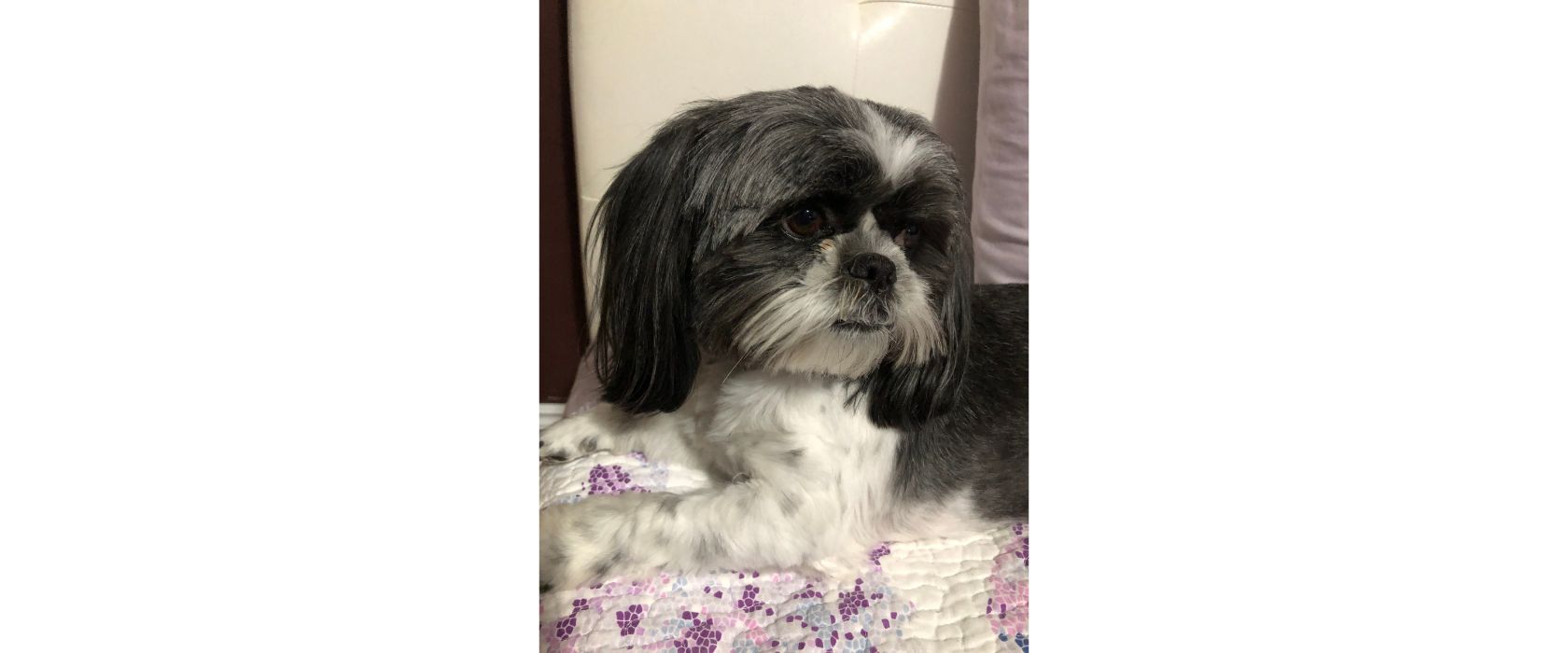 close up photo of a Shih Tzu laying on a dog bed