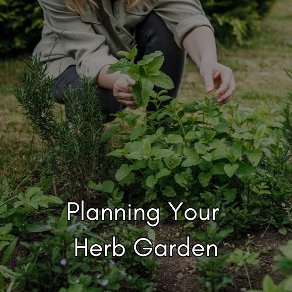 woman in a tan work shirt kneeling in an herb garden, harvesting lemon balm