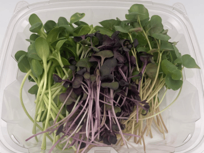 Variety of cut microgreens sitting in a clear plastic clamshell container