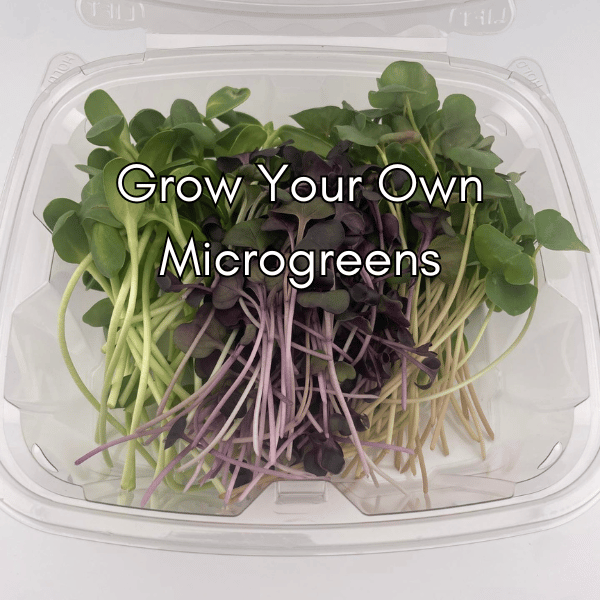 variety of cut microgreens laying in a clear plastic clamshell container